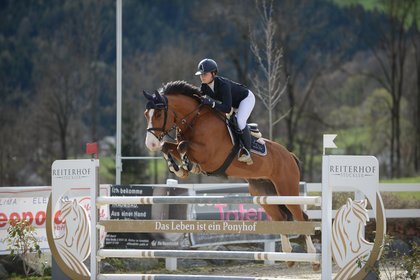 Brauner Wallach springt 