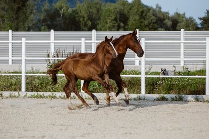 Bild 1: Dynastie Semilly