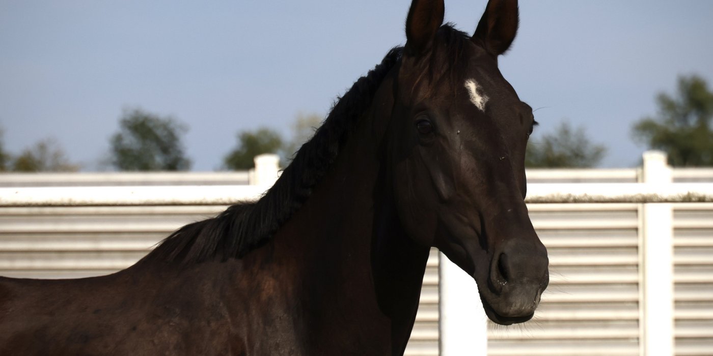 Zuchtstute steht am Reitplatz