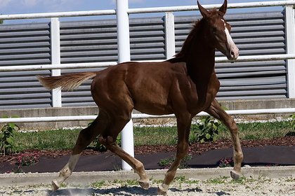 Fohlen im Galopp