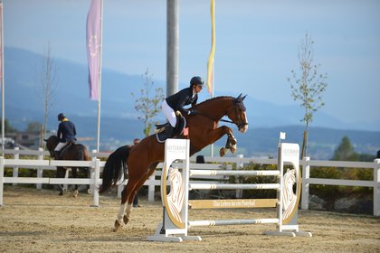 Springen Zirocco im Frühjahr 