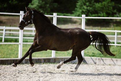 galoppierendes Pferd