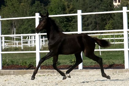 2 Pferde stehen am Sandplatz