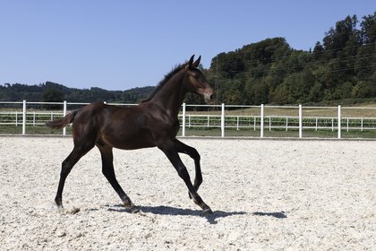junges Pferd galoppiert