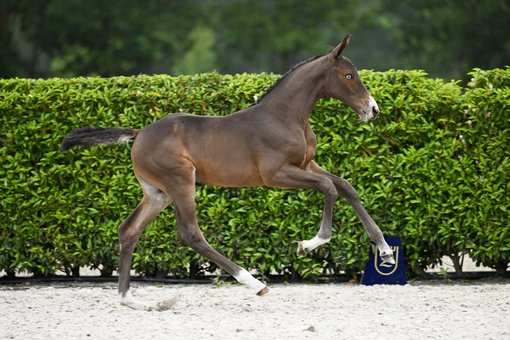 Fohlen mit blauen Augen 