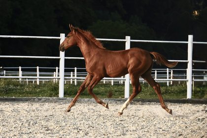 Fohlen aus der Sandokana