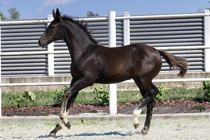 galoppierendes Fohlen 