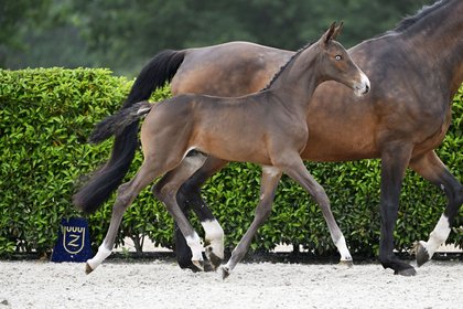 auffälliges Fohlen 